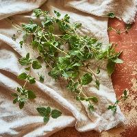 Foto van oregano